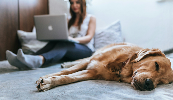 A women working oh her laptop while her pet dog is sleeping
